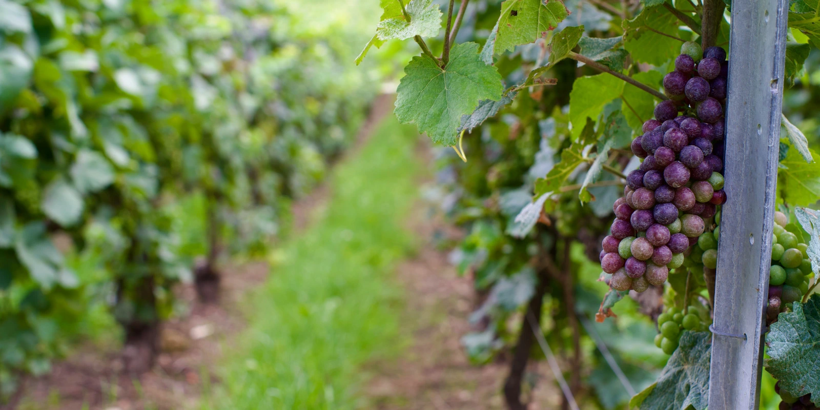 BTSA Viticulture-Oenologie à Beaune : Découvrez la Formation