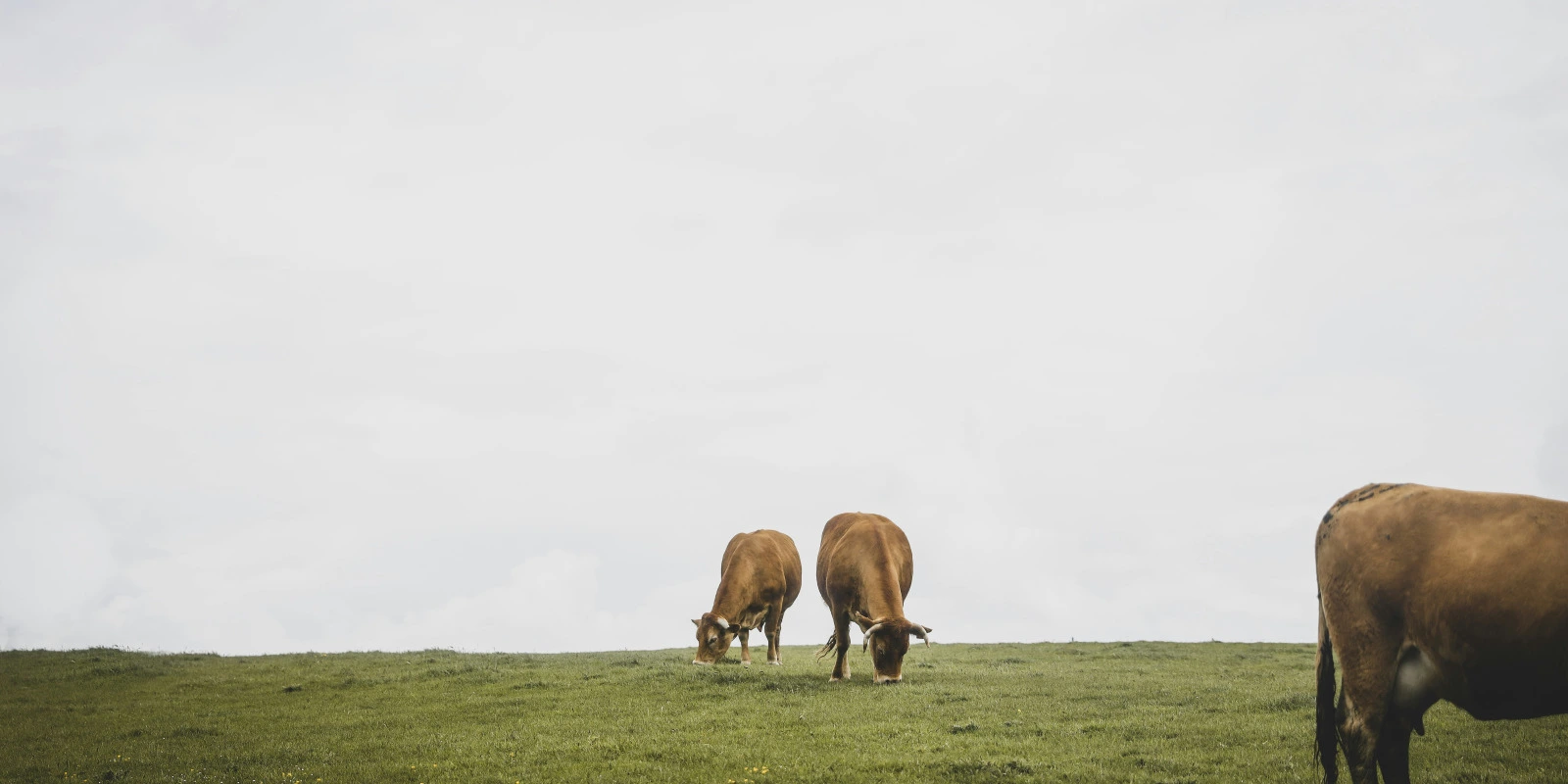 BTSA Viticulture-Oenologie à Distance : Le Guide Complet
