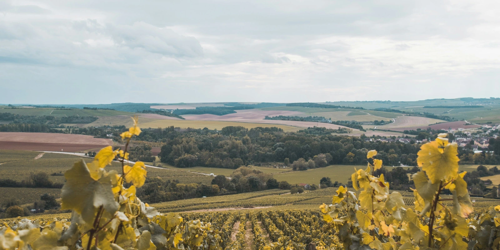 BTSA Viticulture-Oenologie : Comment Se Préparer aux Examens ?